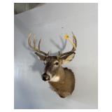 10PT WHITETAIL BUCK MOUNT - 17.5IN SPREAD