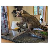 SNARLING RACCOON MOUNT