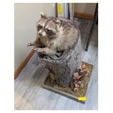SCHEMING RACCON ON STUMP MOUNT - 20x18x31