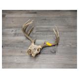 13 POINT DEER SKULL