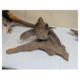 RUFFLED GROUSE MOUNT - FANNING WINGS
