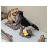 WHITE CRESTED KALIJ PHEASANT MOUNT