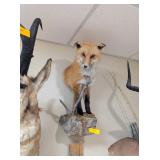 FOX HALF MOUNT - 23x11x16