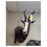 BLESBOK MOUNT - 31x20x25