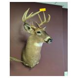 9 POINT WHITETAIL MOUNT