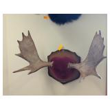 MOOSE ANTLER WALL MOUNT - 34x24x16