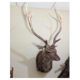 SIKA DEER WALL MOUNT - 41x24x24
