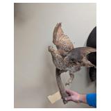 SHARP TAIL GROUSE WALL MOUNT