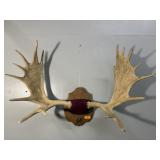 17PT MOOSE ANTLER - 49IN SPREAD