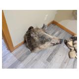 WILD BOAR MOUNT - 12x16x22