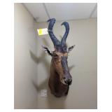 RED HARTBEAST MOUNT - 40x14x25
