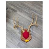 10 POINT DEER ANTLERS