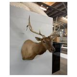 6X6 ELK SHOULDER MOUNT 32IN WIDE ANTLER