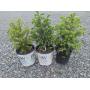 Nursery Stock, Maple Trees, Stone & Pavers Online Auction