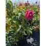 Windy Hill Farm Nursery Stock Reduction Auction