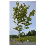 Maple, Locust and Evergreen Trees