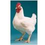 11th ANNUAL CHICKEN MANURE AUCTION