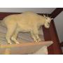 Geiser Hunting & Outdoors Auction