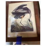 Great blue heron picture