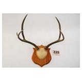 2X3 MONTANA MULE DEER MOUNT