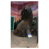 Bison shoulder mount