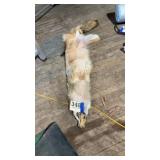 Red fox pelt