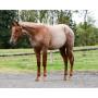Penn State Annual Quarter Horse Auction