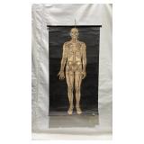1944 Schick Bones & Arteries Anatomy Chart