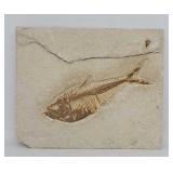 Diplomystus Fish Fossil About 7x6"