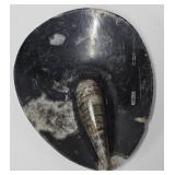 Orthoceras Fossil, 5" Long