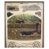 c1910 Linen German Zoological Chart