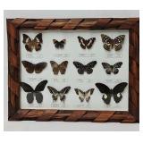 12 Framed Taxidermy Butterflies