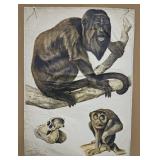 1920s German Educational Monkey Poster