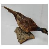 Ringneck Pheasant Taxidermy on Wooden Base