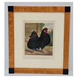Chromolithograph Print 'Black Frizzled Fowls'