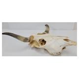 Longhorn Steer Skull