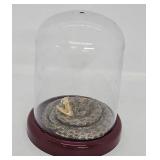Mini Taxidermy Rattlesnake, Case about 6ï¿½ High
