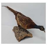 Ringneck Pheasant Taxidermy on Wooden Base -