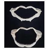 (2) Lemon Shark Jaw Bones w/Teeth