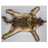 Coyote Skin Rug