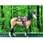 Denver, 7yo, 15.2hh, Spanish Crossbred 