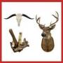 TAXIDERMY AUCTION