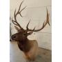 Lot 1: Elk