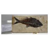 Diplomystus Dentatatus Fossil Fish