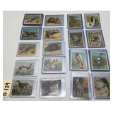 (48) Hassan Tobacco Cards featuring Animals