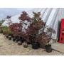 Plants: Raspberry Bushes, Tomato Plants, Trees,