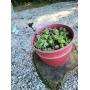 Flower Pot