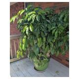 Green Flower Pot w/ Large Leaf Schefflera Plant - Green Flower Pot w/ Large Leaf Schefflera Plant -