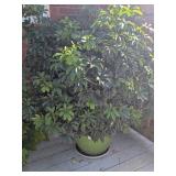Green Flower Pot w/ Small Leaf Schefflera Plant - Green Flower Pot w/ Small Leaf Schefflera Plant -