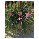 Clay Pot w/ Deep Pink Rain Lily Plant Clay Pot w/ Deep Pink Rain Lily Plant